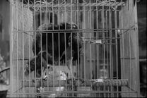 Af vulture decorator.jpg (490 KB)