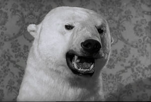 Af bear 2 problem.jpg