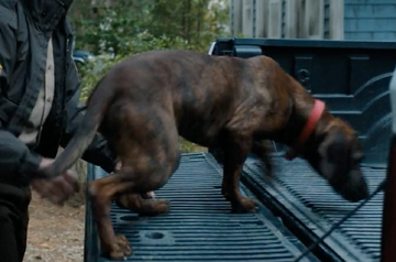 Laurel mountain plott hounds hotsell