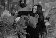 Drooping from political noise - The Original Addams Family series