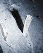 A Hyde claw Wednesday and Eugene found in the cave