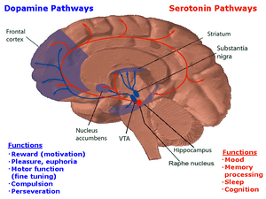 The reward pathway 3