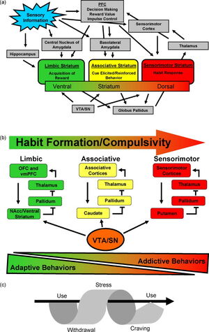 Addiction Pathology