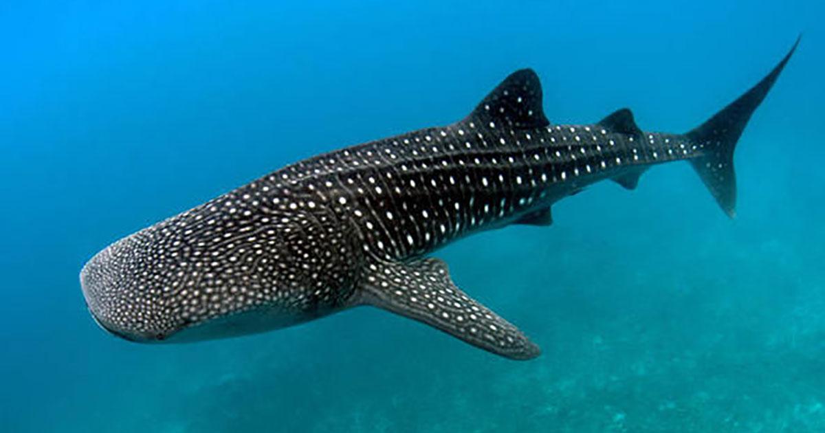 Whale Shark Additional Creatures Wiki Fandom