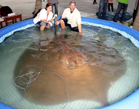 giant stingray attack