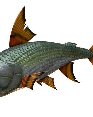 tiger fish