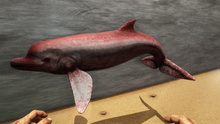 Acrophyseter 5.png
