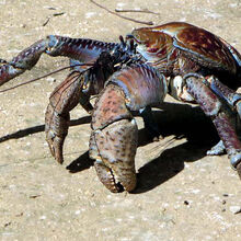 Coconut Crab Additional Creatures Wiki Fandom