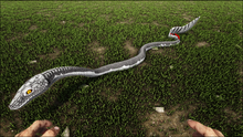 Gigantophis40.png