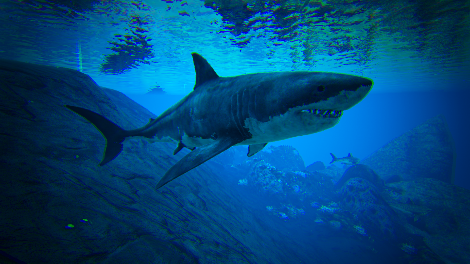 great white shark images