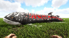 Rhizo3.png
