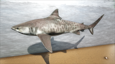 Tigersharkcolors.png