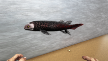 Lungfish3.png