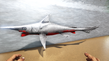 Helicoprion 0.png