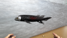 Lungfish2.png