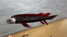 Lungfish5.png
