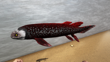 Lungfish5