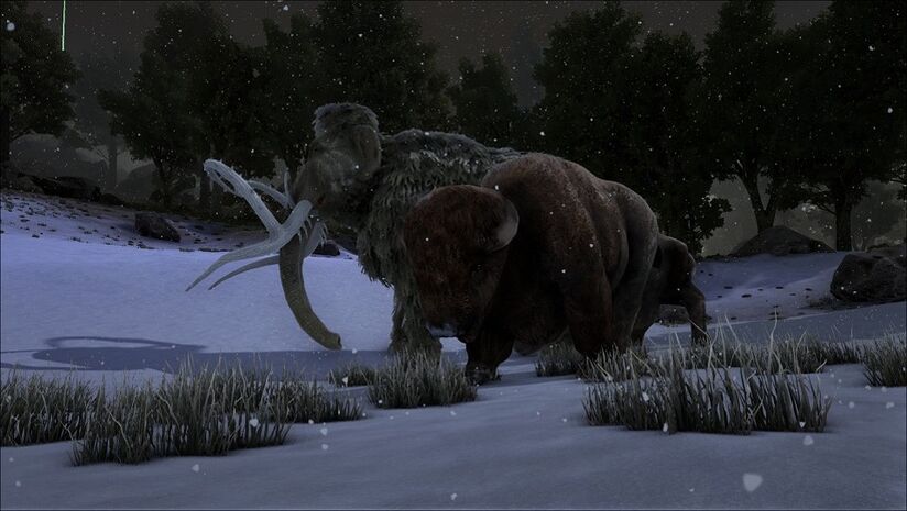 Bison.jpg