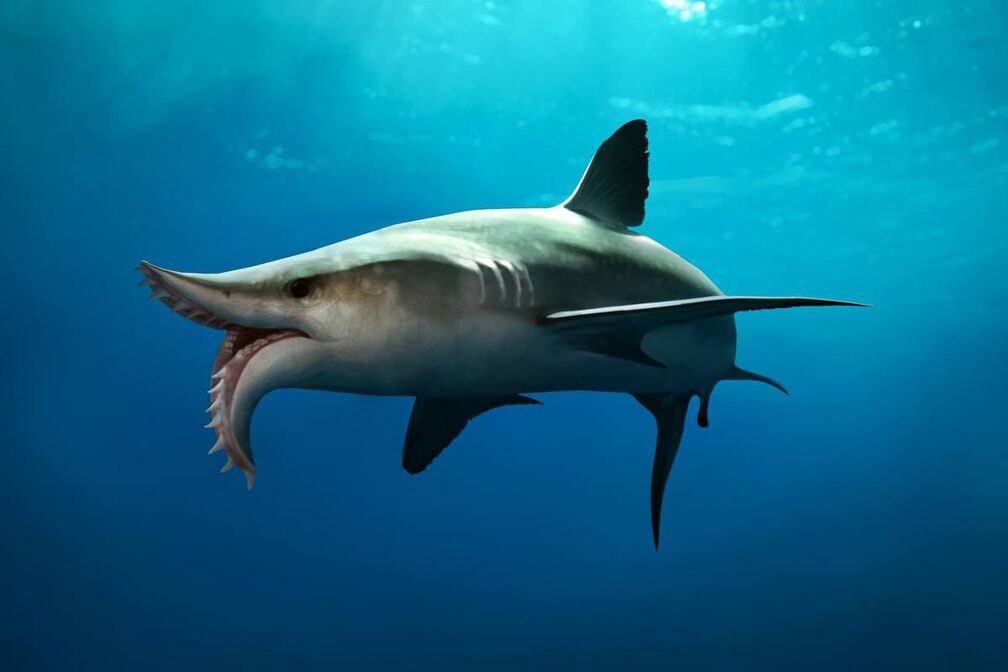 Great White Shark, Additional Creatures Wiki