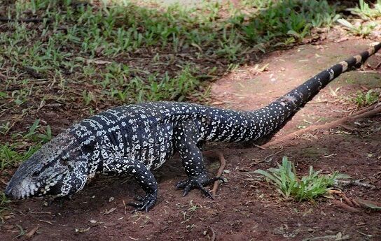 Tegu