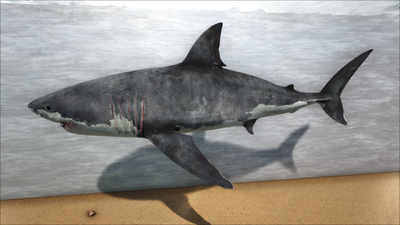 Whitesharkcolors.png