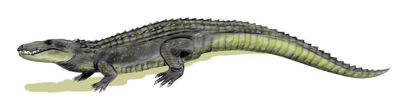 Mahajangasuchus BW.jpg