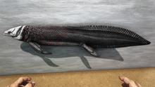 Arganodus3.png