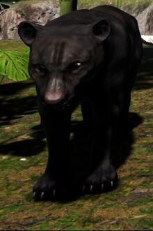 Blackk.jpg