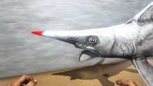 Helicoprion 3.png
