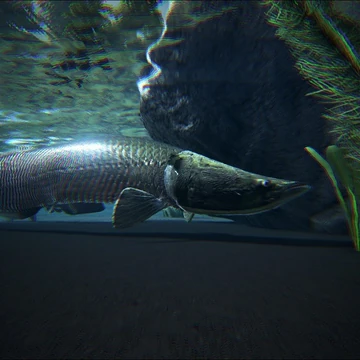 Arapaima Gigas Teeth