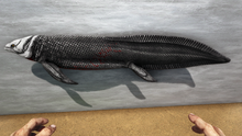 Arganodus2.png