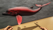 Acrophyseter 0.png