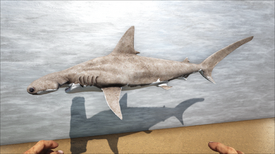 Hammerheadcolor.png
