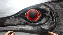 Ophthalmf4.png