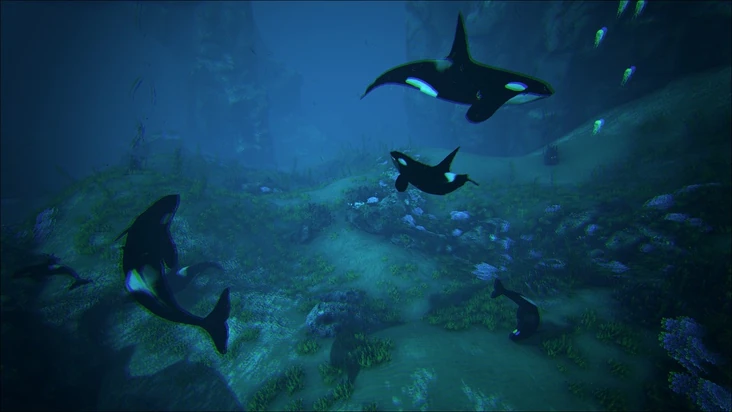 Orca AkuAページ MuzeMerch - Orca Whale Collectible Identification Cards - Seattle A