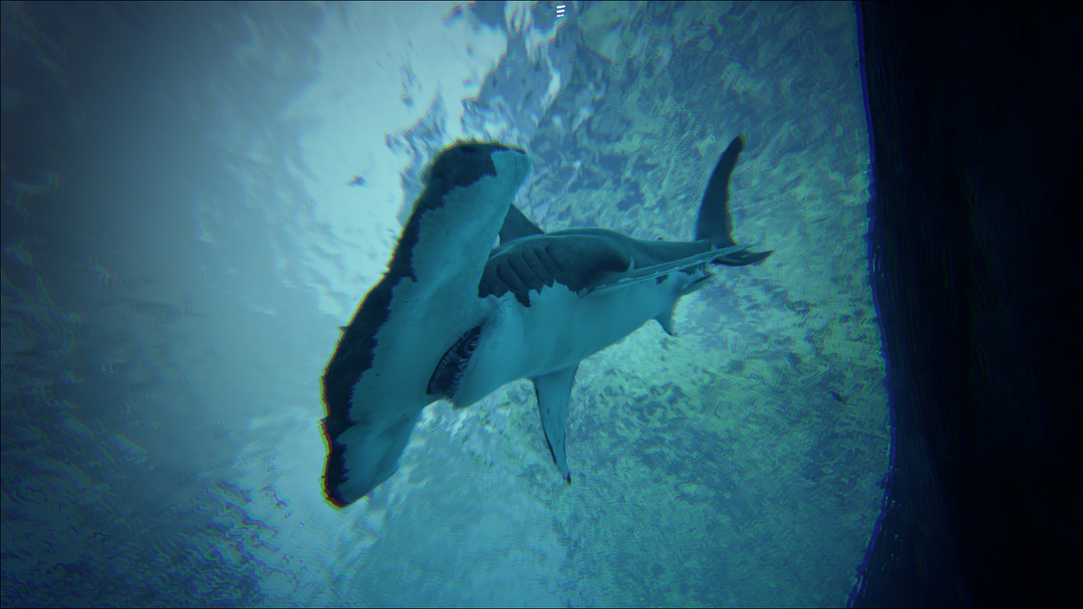 Great Hammerhead Shark | Additional Creatures Wiki | Fandom