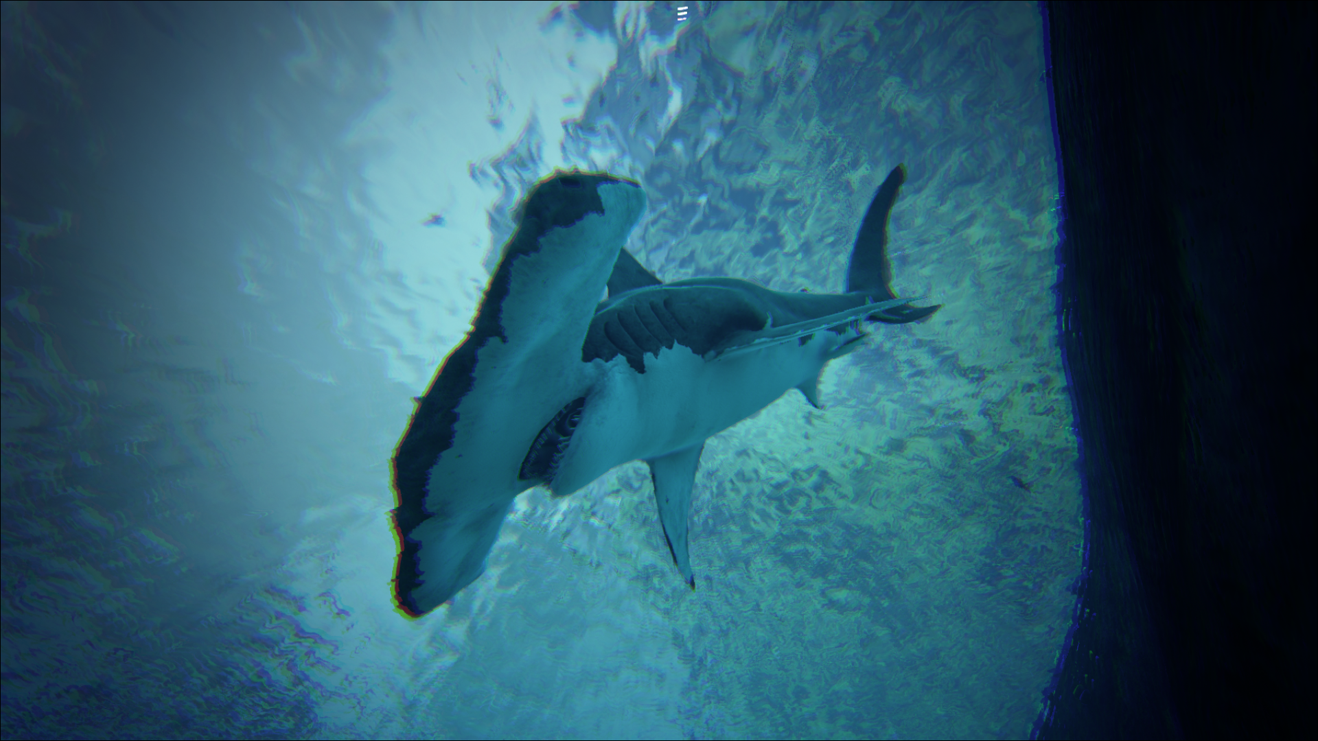 school of hammerhead sharks wallpaper