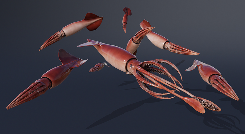 Humboldt Squid | Additional Creatures Wiki | Fandom