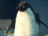 Monty the Penguin