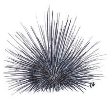 Urchin | Advanced Dungeons & Dragons 2nd Edition Wiki | Fandom
