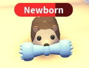 Hedgehog holding the Squeaky Spikey.png (43 KB) A Hedgehog holding the Squeaky Spikey.