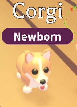 um.. 😊 #adortheo #adoptme #preppyadoptme #adoptmeroblox #starpets #st, royal corgi adopt me