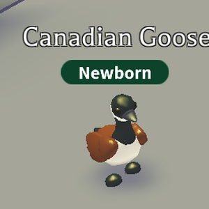 Canada goose wiki fr on sale