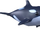 Orca