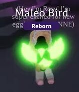 Neon Maleo Bird (Common)