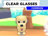 The Clear Glasses on a Dog.