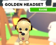 AM Golden Headset.png (285 KB) The Golden Headset on a Dog.