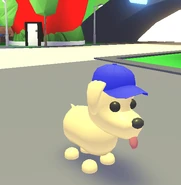 Dogg with blue capp.png (138 KB) The Blue Cap on a Dog.