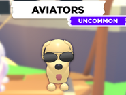 The Aviators as shown on a Dog.