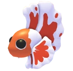 Orange Betta Fish